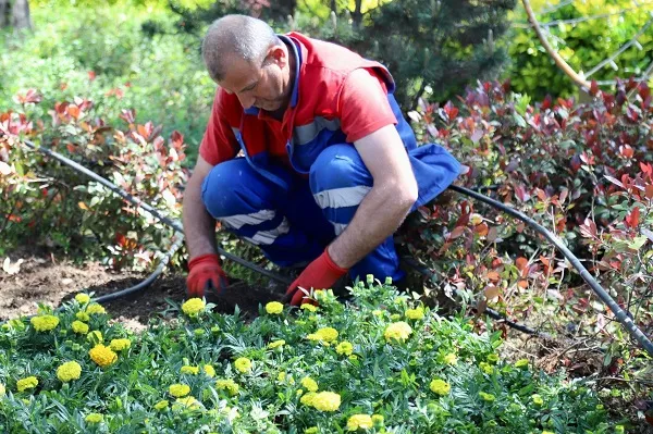KÂĞITHANE’DE YEŞİL ALANLARDA BAKIM ÇALIŞMALARI GERÇEKLEŞTİRİLİYOR
