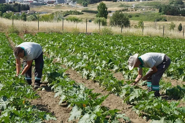  YAŞAM BAHÇESİ’NDE YAZ HASADI YAPILDI