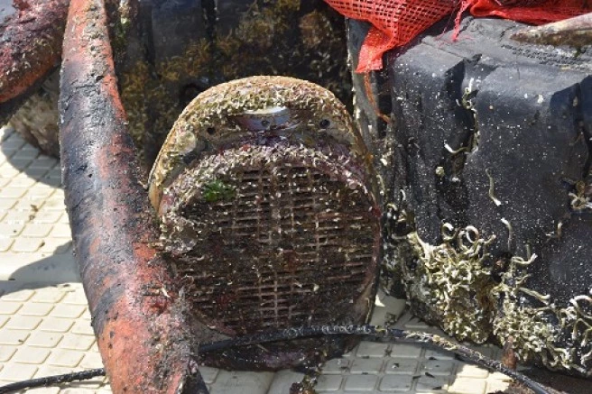  Denizden çıkanlar görenleri şaşırttı