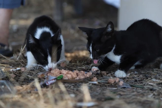Kartal Belediyesi’nden Aydos Ormanı’nda Örnek Çalışma 