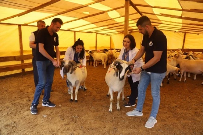 Kartal’da, Kurbanlık Hayvanlar Sağlık Kontrolünden Geçiyor